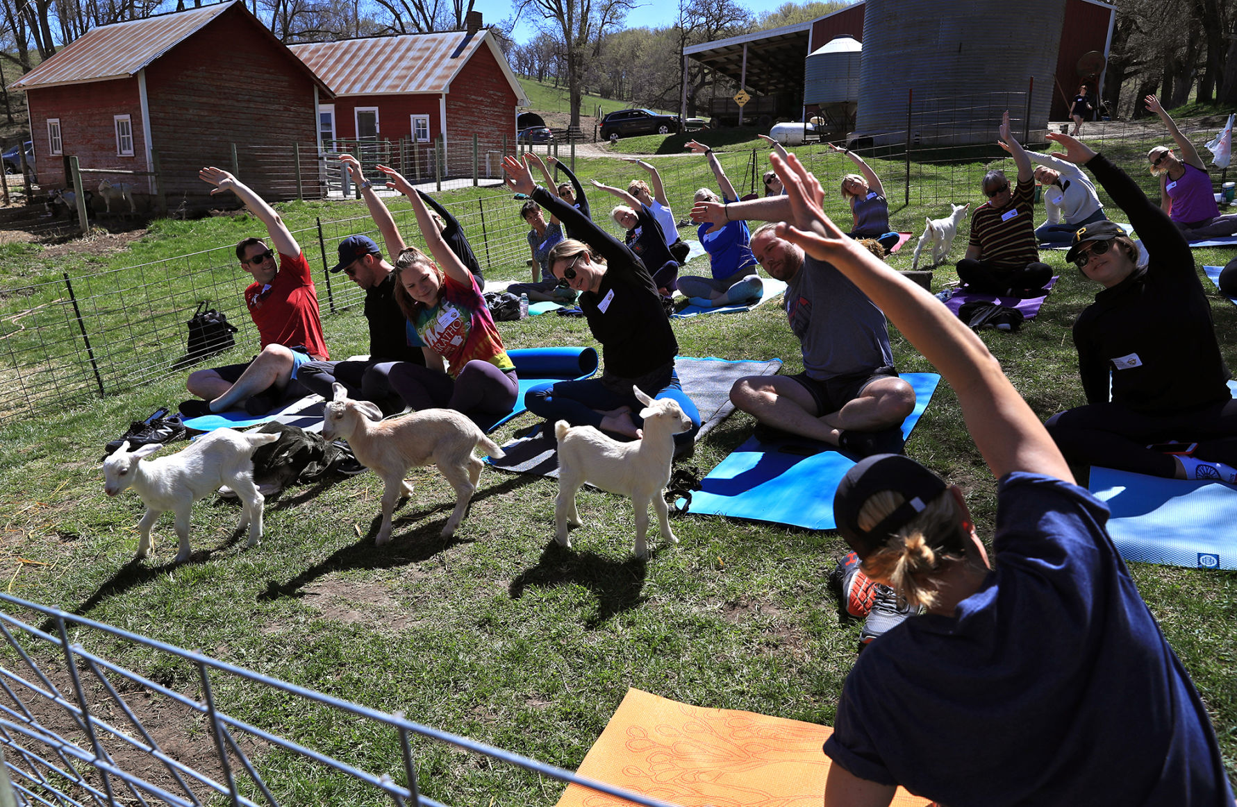 Namaste Goat Yoga